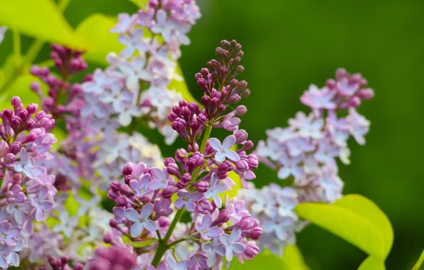 Spring, lilac, twig, blooming