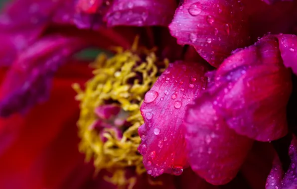 Flower, drops, macro, flowers, background, petals, Bud, al