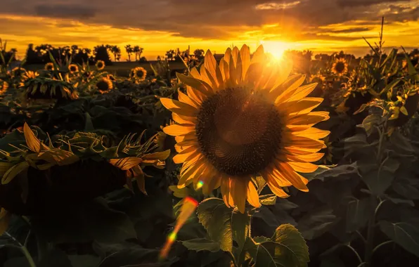 Picture summer, sunflowers, sunset, nature