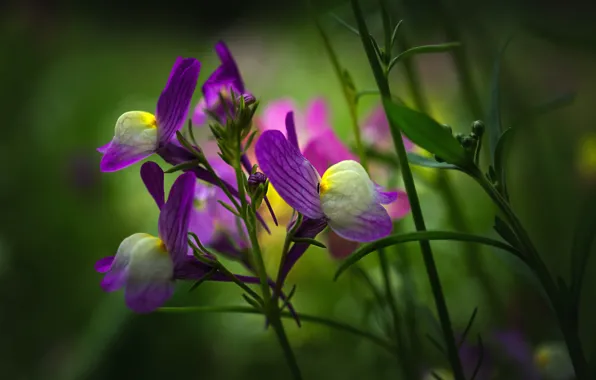 Flower, nature, plant, meadow, Lanka
