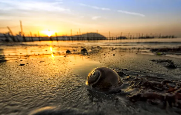 Picture the sun, dawn, snail, morning