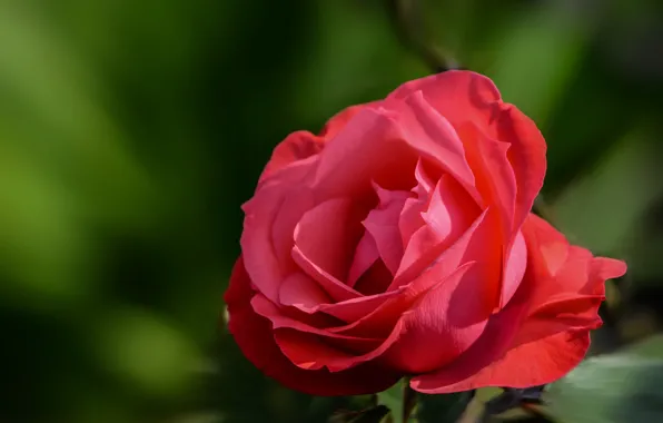 Macro, background, rose, petals, red, scarlet