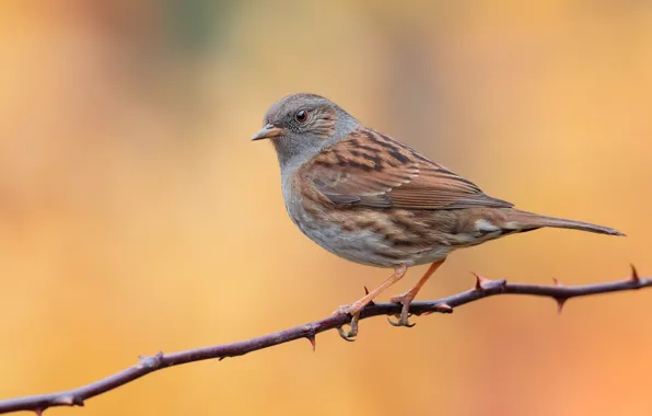 Bird, branch, bird