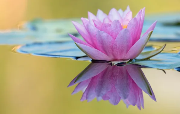 Flower, leaves, water, nature, lake, pond, reflection, pink