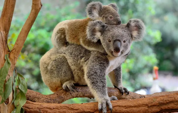 Look, branches, nature, pose, tree, lies, a couple, cub