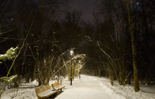 Winter, forest, snow, trees, night, nature, the evening, lights