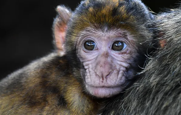 Monkey, animal, baby, wildlife, berberaap, aap