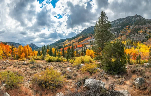 Picture forest, trees, autumn, mountains, rocks