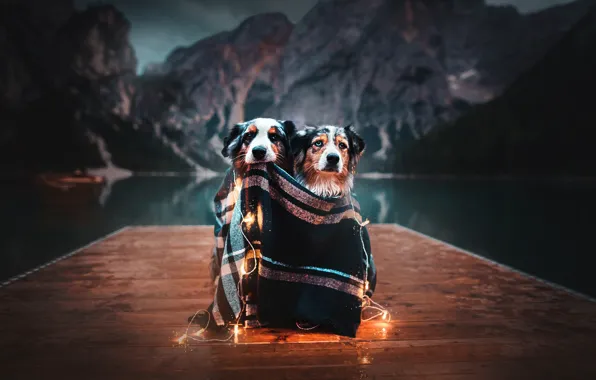Picture mountains, lake, mood, plaid, garland, a couple, light bulb, two dogs