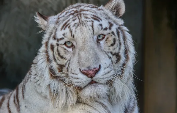 Face, portrait, predator, white tiger, wild cat