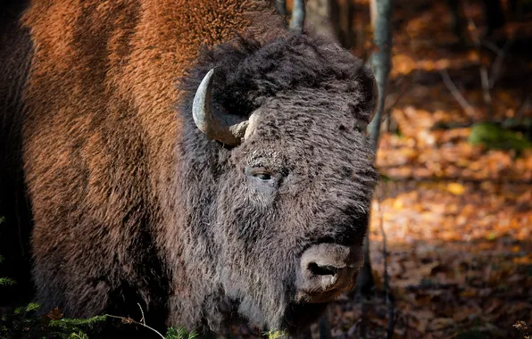 Nature, background, Buffalo