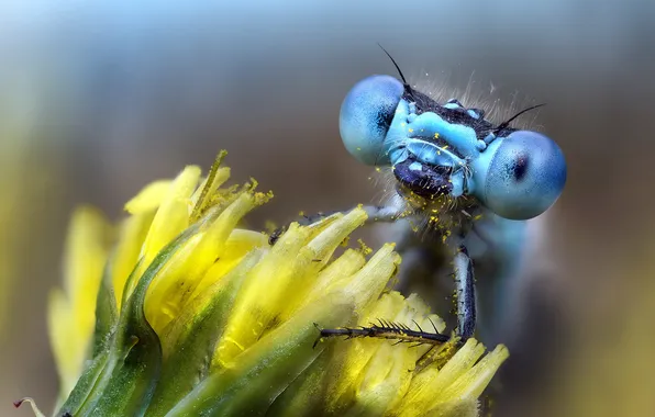 Macro, background, insect