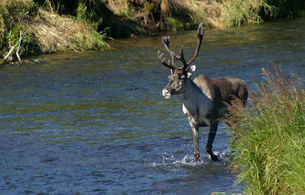 Picture grass, river, photo, deer