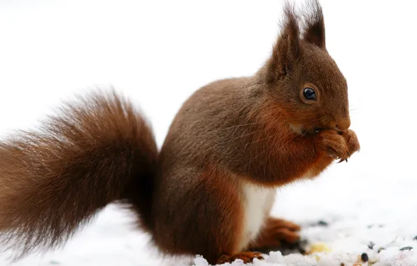 Winter, snow, nature, legs, protein, red, squirrel