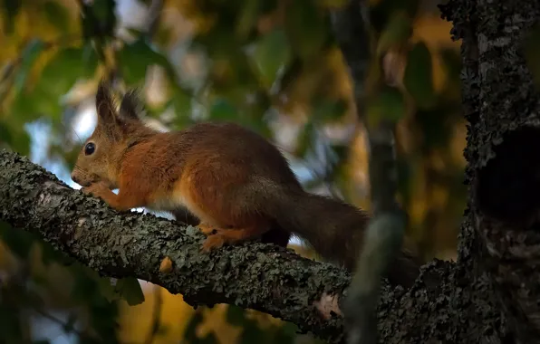 Picture tree, protein, red, rodent