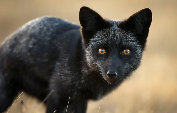 Look, face, portrait, Fox, Fox, silver, silver Fox