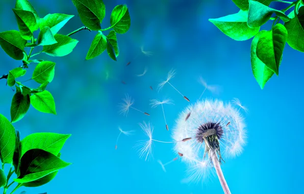Leaves, flowers, nature, dandelion, blade of grass