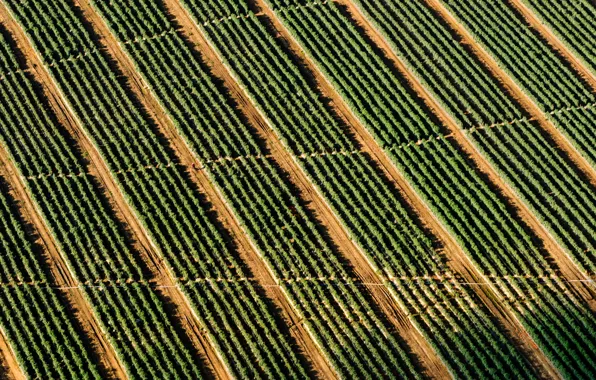 Picture field, stripes, pattern, man, rows, Crop