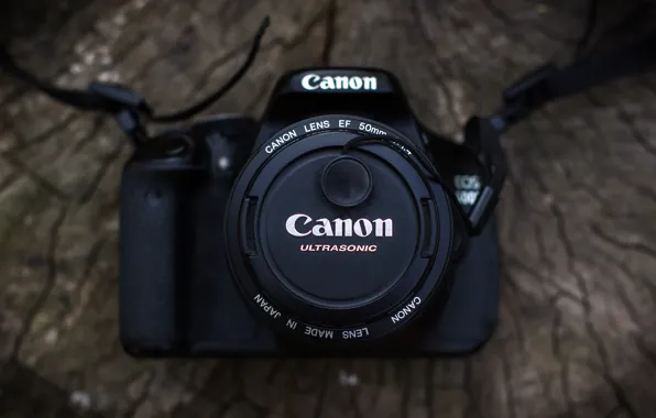 Tree, the camera, lens, canon