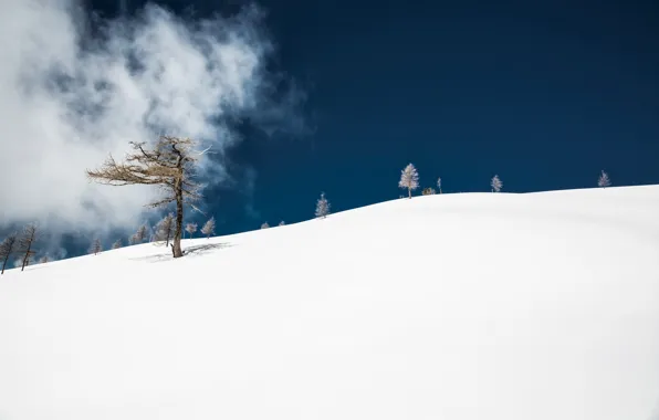 Picture snow, trees, mountains