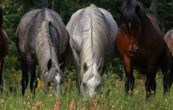 Field, forest, flowers, horses, horse, trio, muzzle, grazing