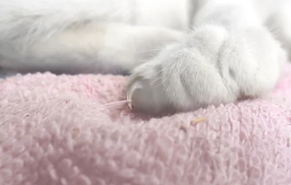 Cat, gentle, fluffy, foot, soft