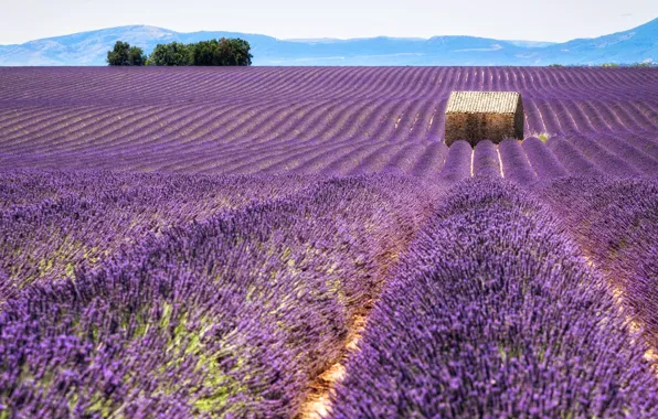 Field, summer, the sky, flowers, nature, France, the barn, house