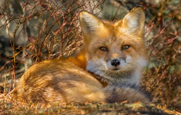 Look, Fox, beauty, red
