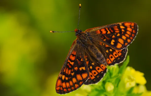 Macro, flowers, pattern, butterfly, insect, red, green background