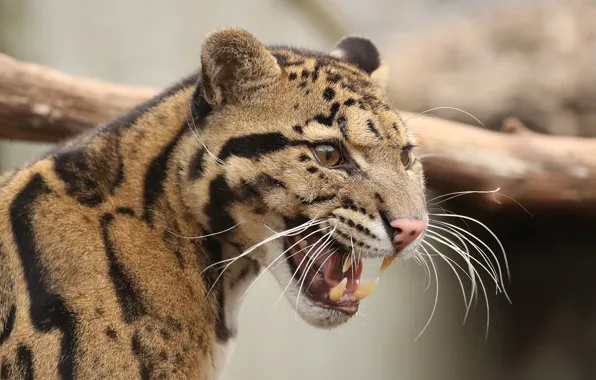Picture face, grin, clouded leopard, the lepard, clouded leopard