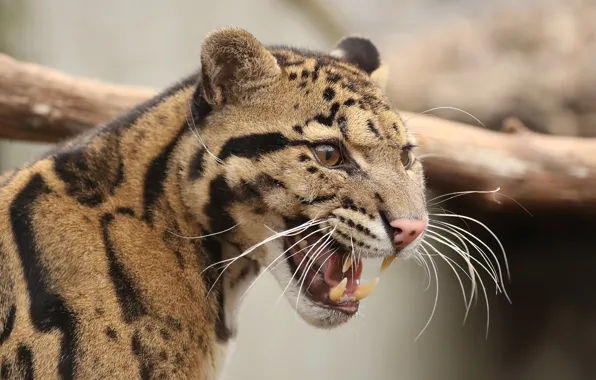 Face, grin, clouded leopard, the lepard, clouded leopard