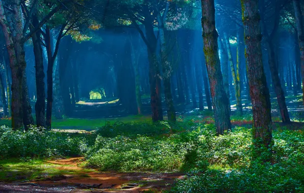 Picture greens, forest, summer, rays, light, trees, branches, nature