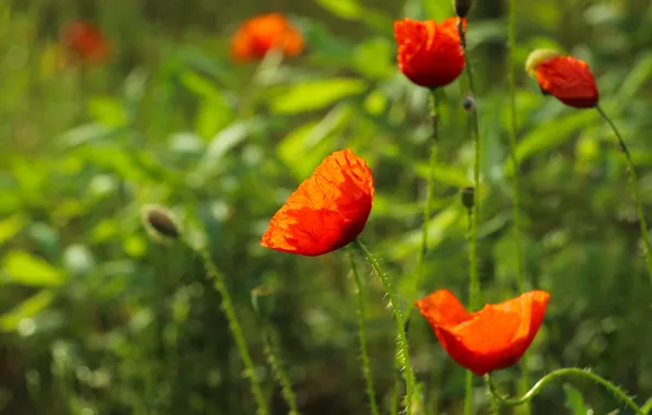 Red, flower, poppy