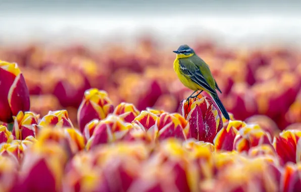 Bird, tulips, baby