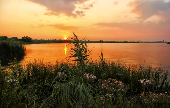 Grass, sunset, flowers, river, shore, Russia, Ural