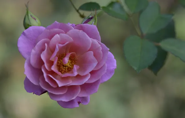 Macro, flowers, roses, petals
