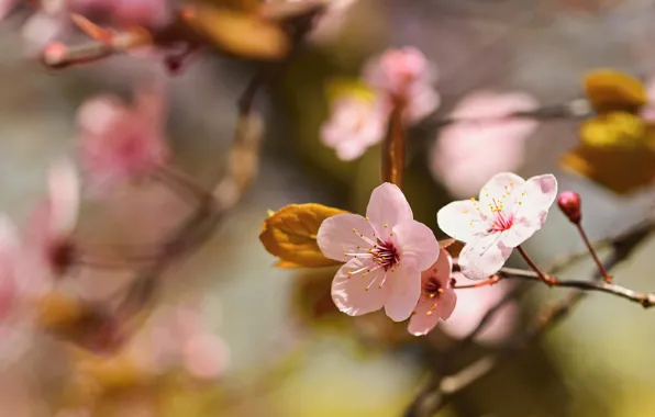 Light, flowers, branches, cherry, spring, Sakura, pink, leaves