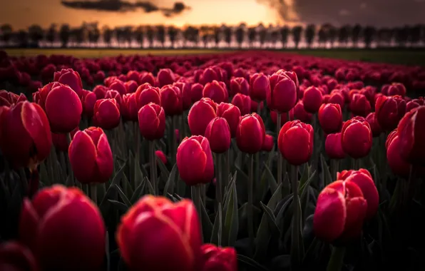 Picture sunset, flowers, tulips