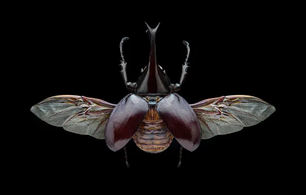 Picture macro, wings, beetle, insect, black background, brown, the view from the top, Horny