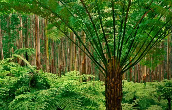Picture forest, trees, ferns, Australia