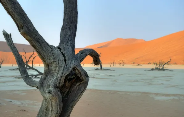 Picture trees, nature, desert, driftwood