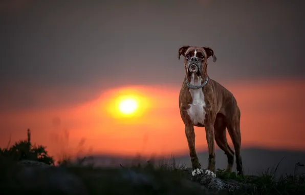Sunset, dog, Boxer