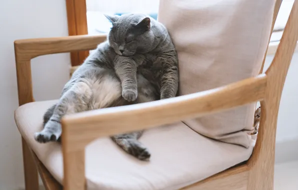 Cat, cat, look, pose, grey, sleep, legs, chair