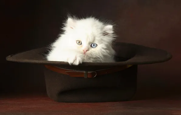 White, eyes, hat, fluffy, Kitty