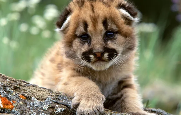 Baby, kitty, cutie