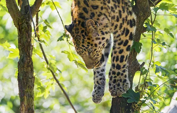 Tree, foliage, predator, paws, leopard