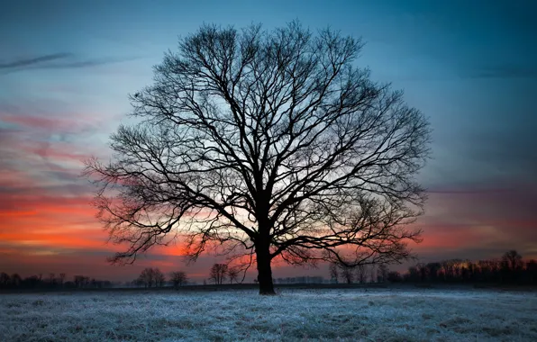 Picture sunset, night, tree