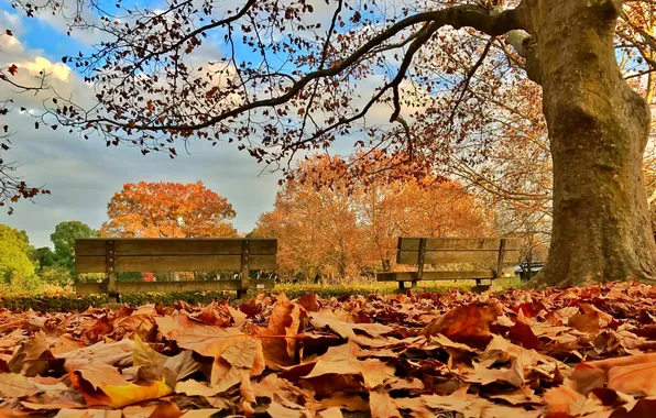 Picture autumn, forest, the sky, clouds, trees, nature, Park, forest