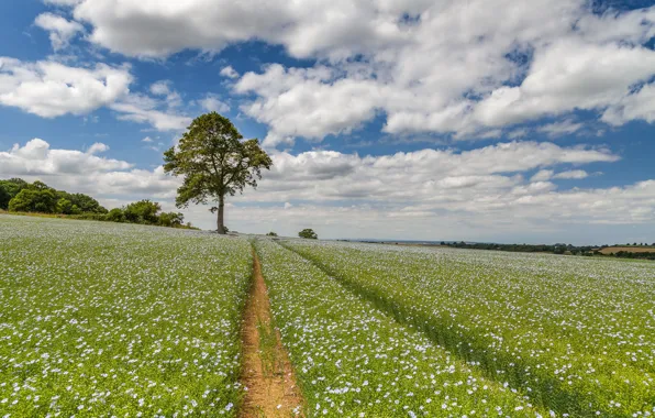 Road, field, summer, clouds, flowers, tree, trail
