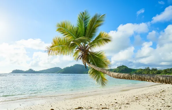 Nature, Palma, stay, island, islands